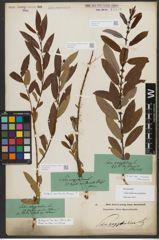 Foto von Salix triandra subsp. amygdalina (L.) Schübl. & G. Martens